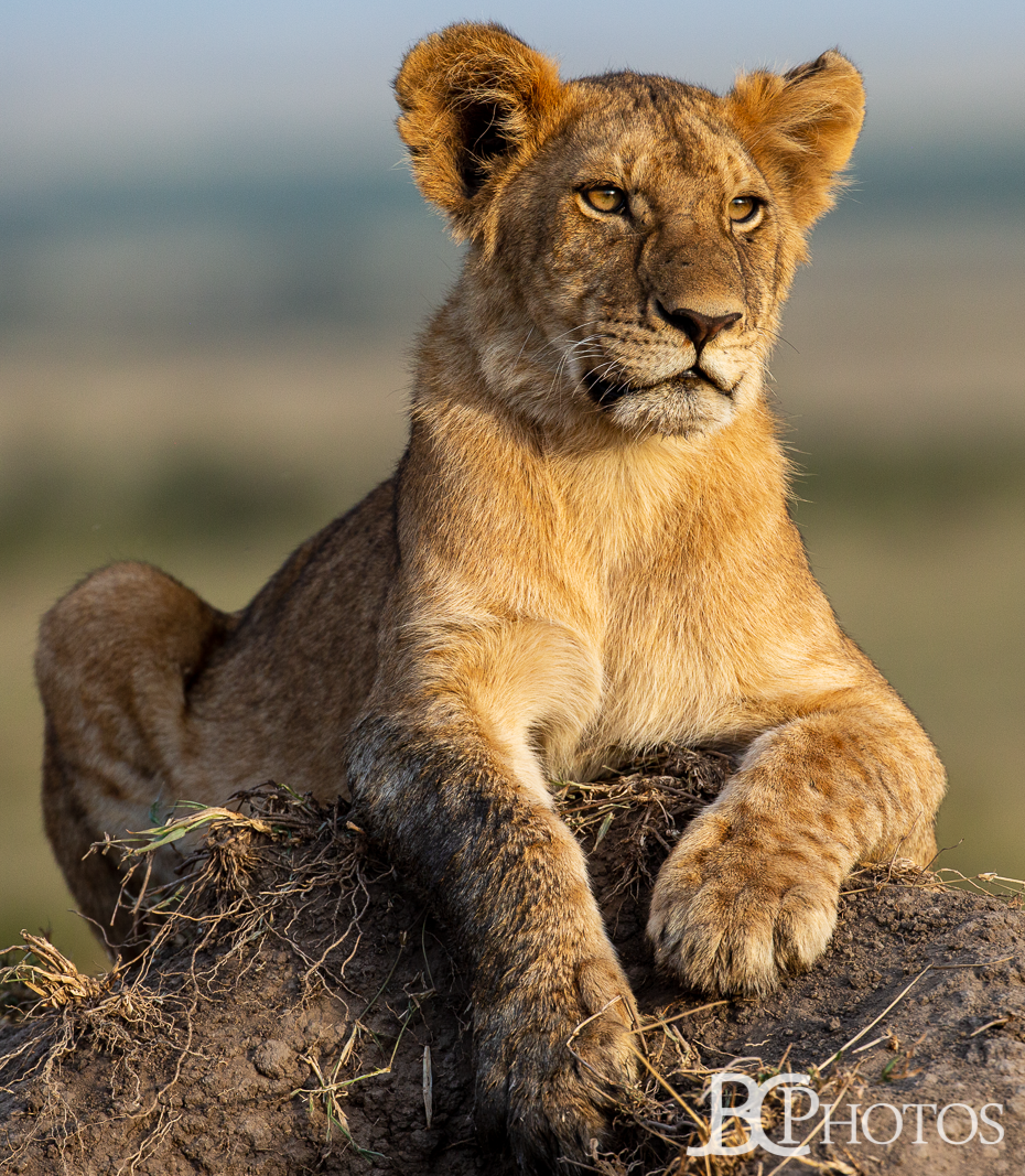 Intent lion cub in the Maasai Mara