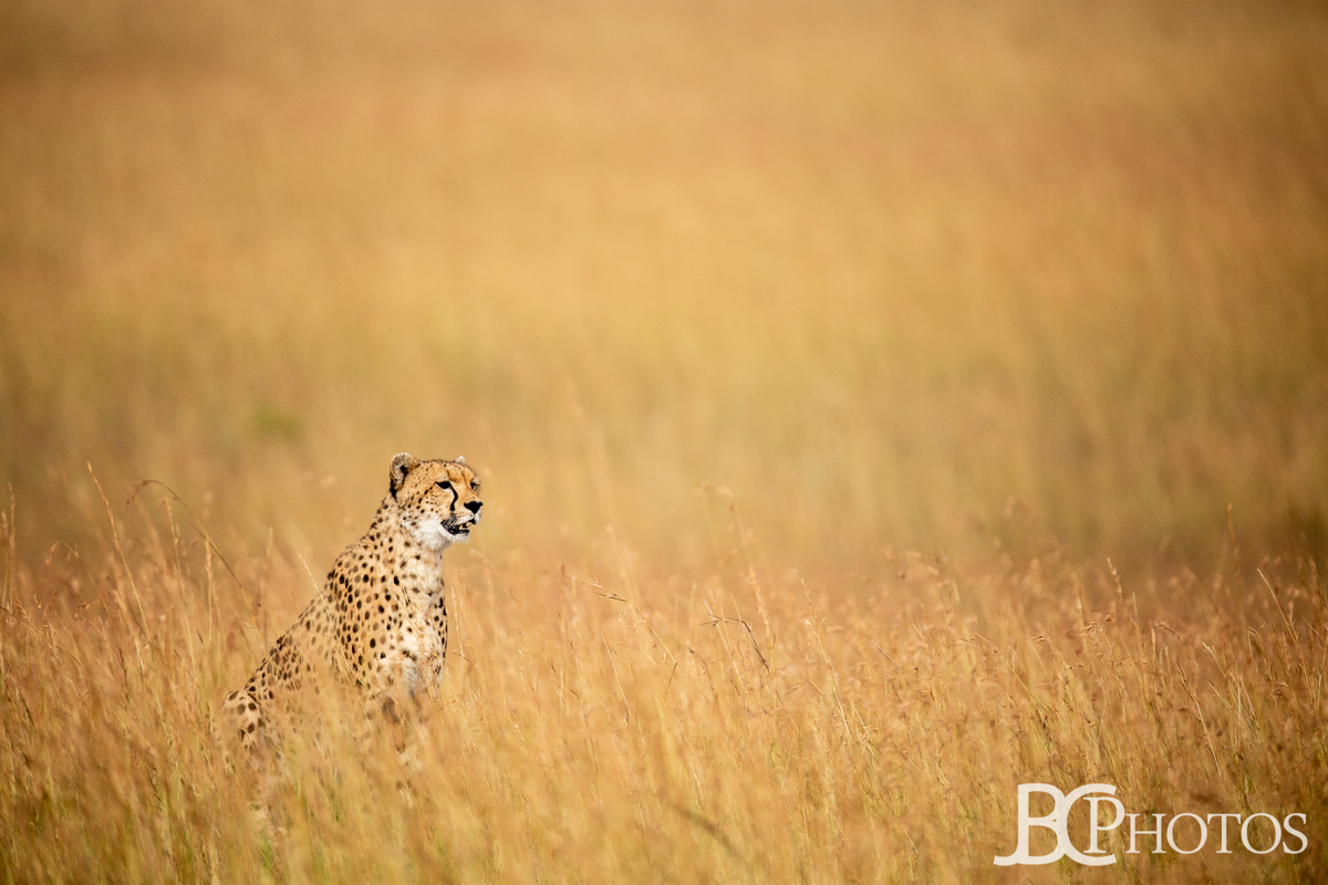 Cheetah in tall grass in the Maasai Mara