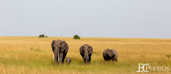 Family of Elephants in the Mara