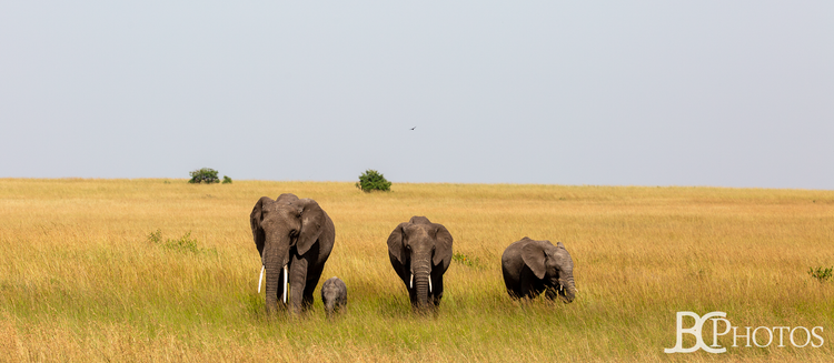 Family of Elephants in the Mara